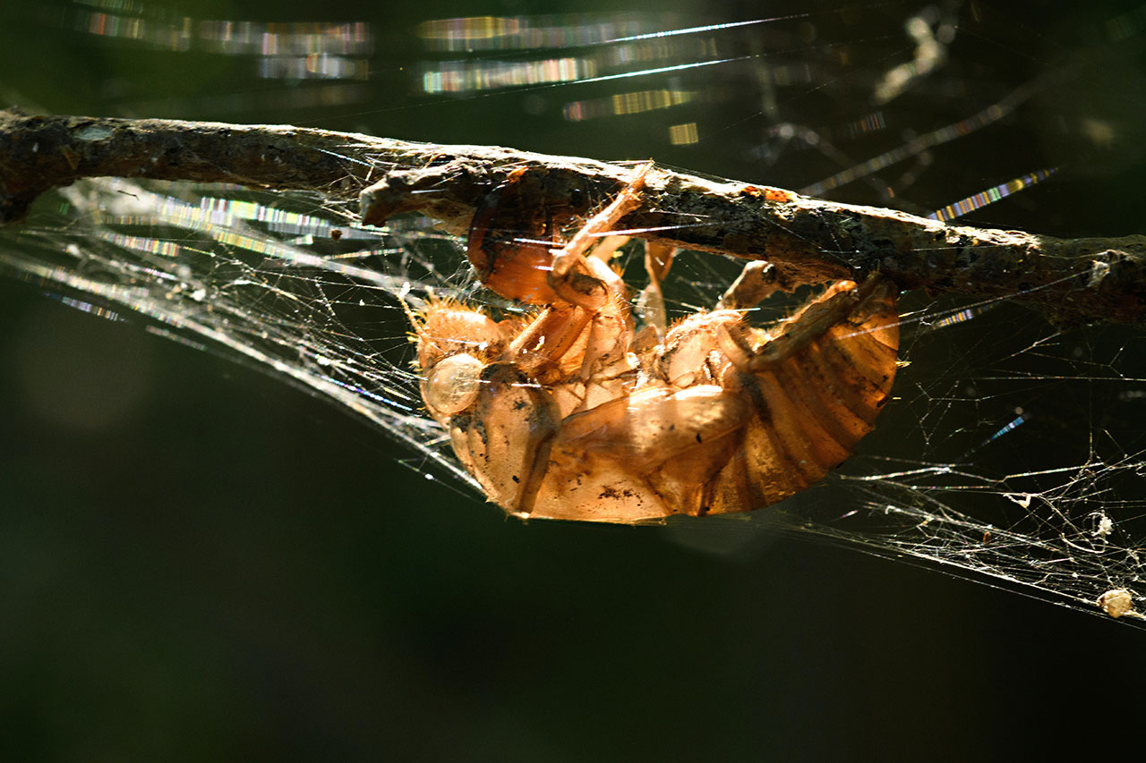 backlit insect