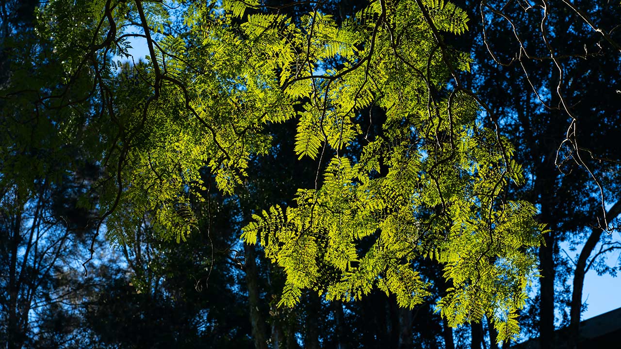 backlit fern leaves